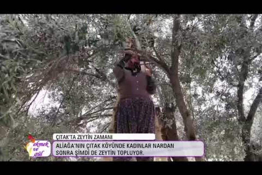 Çıtak’ta nardan sonra sıra geldi zeytin toplamaya