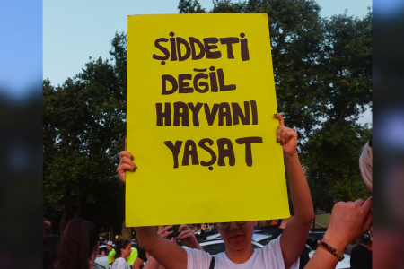 Evlerinde kedi besleyen ve sahiplendiren kadınlar komşuları tarafından darp edildi