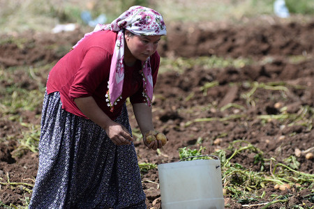 GÜNÜN FOTOĞRAFI: Bir avuç patates için...